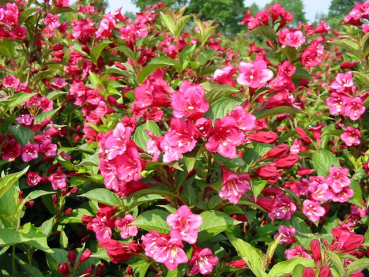 Weigela Red Prince Weigelie pinke blüte